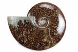 Polished Ammonite (Cleoniceras) Fossil - Madagascar #365049-1
